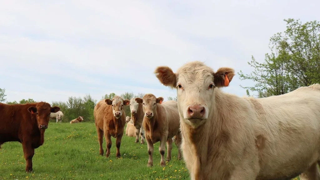 World Famous Alberta Cattle (Part 1)